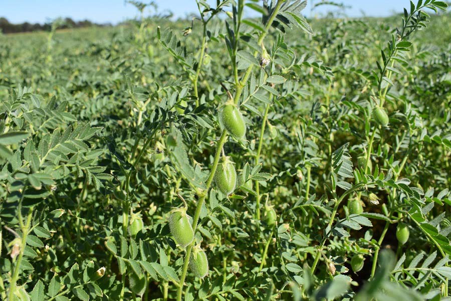 Chick Pea crop