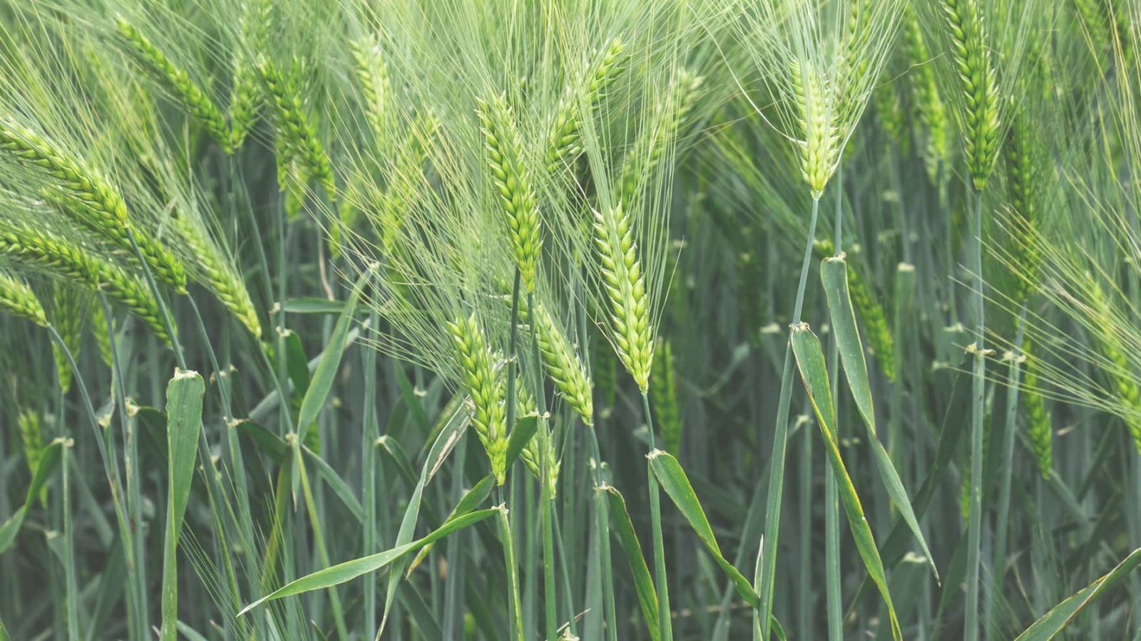 Green Barley closeup