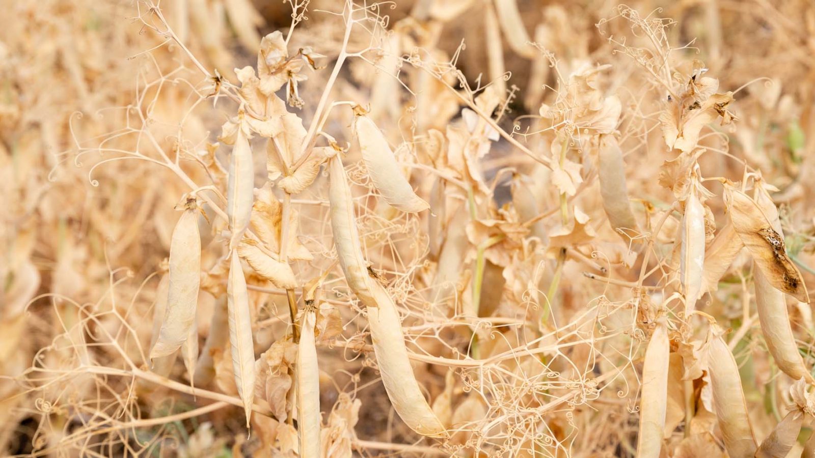 Dessicated Dried Yellow Field Peas